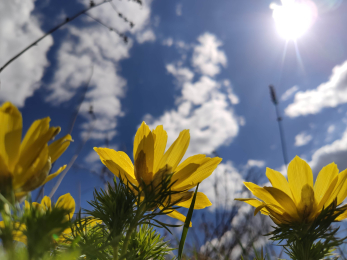 Горицвіт веснянийі scaled